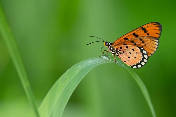 Tawny Coster kelebeği çimen yaprağına tünemiş.