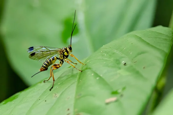 Uma Vespa Parasitóide Isolada Pousando Uma Folha Verde — Fotografia de Stock