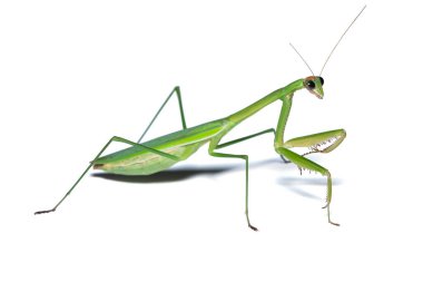 Beyaz arka planda izole edilmiş bir peygamberdevesi.