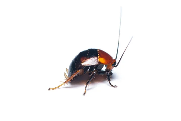 Hemithyrsocera Palliata Cockroach Isolated White Background — Stock Photo, Image