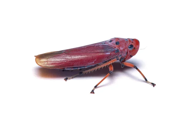 Beyaz Arkaplanda Cicadellini Yaprak Hopper Izole — Stok fotoğraf
