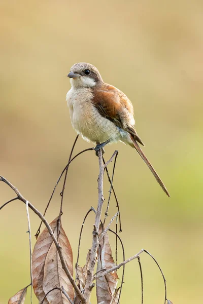 Shrike Cola Larga Juvenil Posado Rama Seca Del Árbol Mirando — Foto de Stock