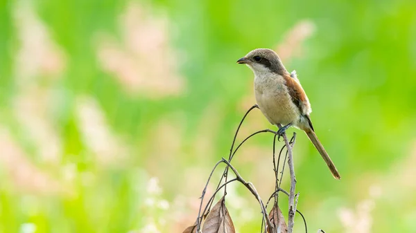 Juvenile Long Tailed Shrike Perching Dried Tree Branch Looking Distance — Stock Photo, Image