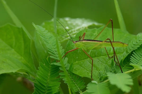 Leeuenish Bush Katydid Emboscada Folha — Fotografia de Stock