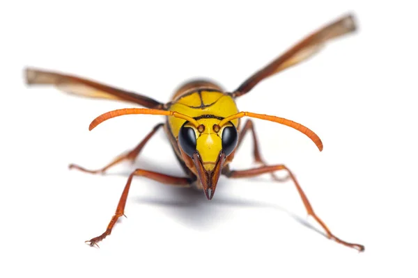 Macro Photography Potter Wasp Front View Isolated White Background — Stock Photo, Image