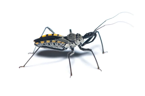 Acanthaspis Assassin Bug Isolated White Background — Stock Photo, Image