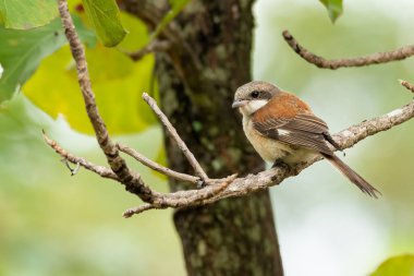 Birmanya Shrike 'ı bir ağaç dalına tünemiş Uzağa bakıyor