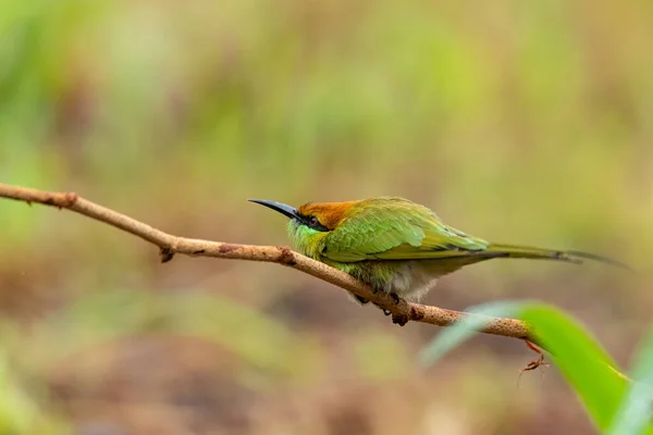 Green Bee Eater Mirando Fijamente Encontrando Insectos Voladores —  Fotos de Stock