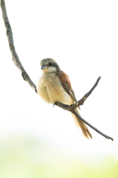 Shrike Birmano Appollaiato Ramo Albero Isolato Sfondo Bianco — Foto Stock