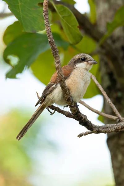 Birmanya Shrike Bir Ağaç Dalına Tünemiş Uzağa Bakıyor — Stok fotoğraf