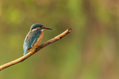 Renkli Kingfisher bir tüneğe tünemiş, uzaktan bakıyor.