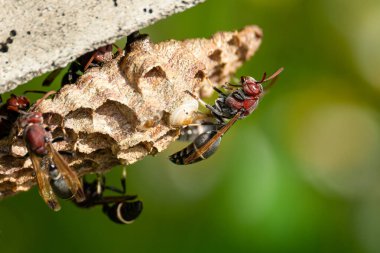 Kağıt Arı yumurtlarken yuvayı hazırlıyor.