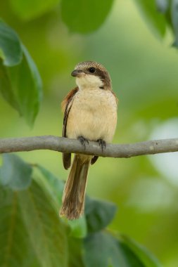 Birmanya Shrike 'ı bir ağaç dalına tünemiş Uzağa bakıyor