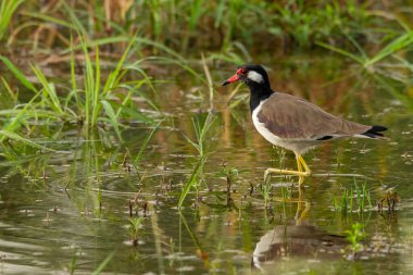 Kırmızı Sazlı Kanat Sığ sularda yüzüyor
