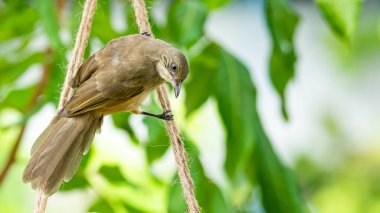 Seri kulaklı Bulbul iplere tünedi.