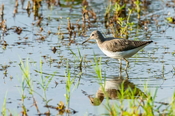 Bécasseau Des Bois Pataugeant Eau Peu Profonde Pour Trouver Nourriture — Photo