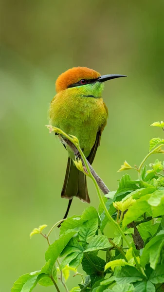 Green Bee Eater Perching Small Tree Bush Looking Distance — Stock Photo, Image