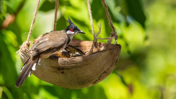 Bulbul Bigoteado Rojo Posado Cesta Fruta Cáscara Coco —  Fotos de Stock