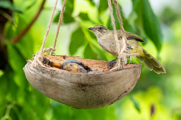 Hindistan Cevizi Kabuğu Meyve Sepetinden Iplere Tüneyen Çizgili Kulaklı Bulbul — Stok fotoğraf