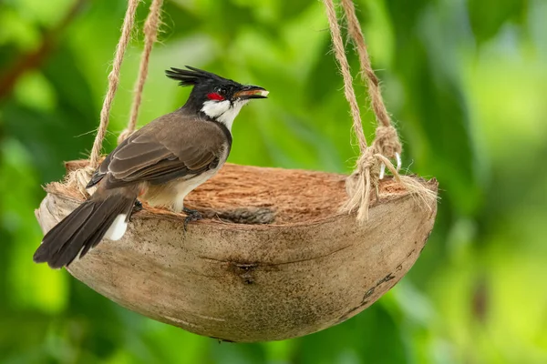 Bulbul Batido Rojo Comiendo Carne Plátano Cáscara Coco Cesta Frutas —  Fotos de Stock