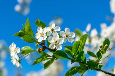 Görüntü Blooming elma ağacının 