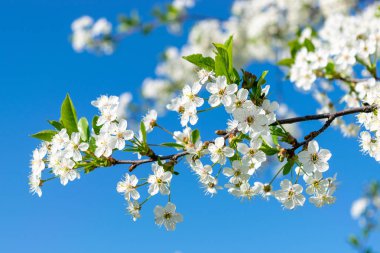 Görüntü Blooming elma ağacının 