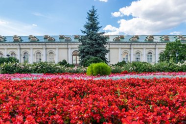 Kırmızı ve beyaz çiçekli bir flowerbed