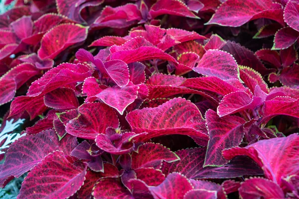 Zdjęcie kolorowe coleus liści — Zdjęcie stockowe