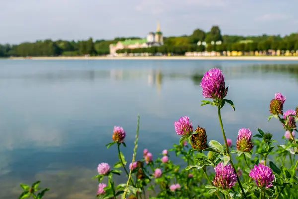 Red clover against Kuskovo palace and park in Moscow