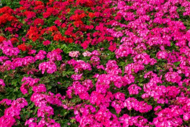  Bir flowerbed Tverskoy Bulvarı'ndaki kırmızı ve pembe çiçekli