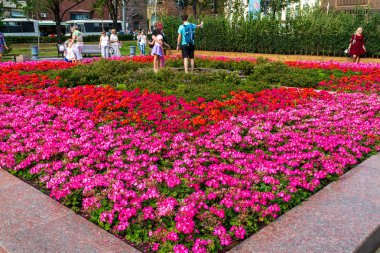  Bir flowerbed Tverskoy Bulvarı'ndaki kırmızı ve pembe çiçekli