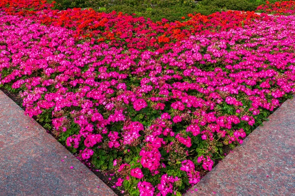 Kwietnik z czerwone i różowe kwiaty w bulwarze twerskim — Zdjęcie stockowe