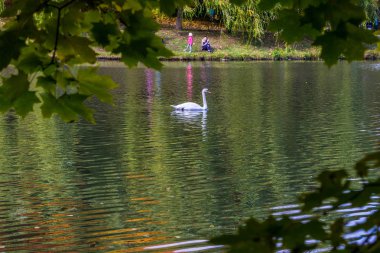 Tsaritsino park ve rezerv havuzda bir kuğu