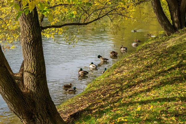 İçinde ördekler Park