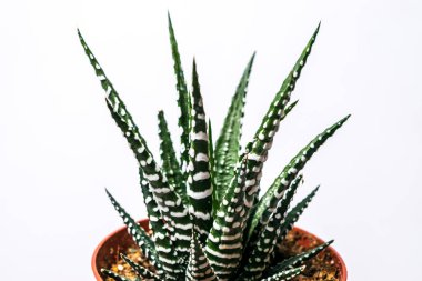 Haworthia fasciata, kapalı bir sulu planı