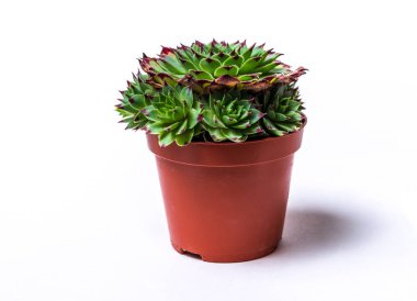 Etli bitki Echeveria Sempervivum Calcareum tencerede