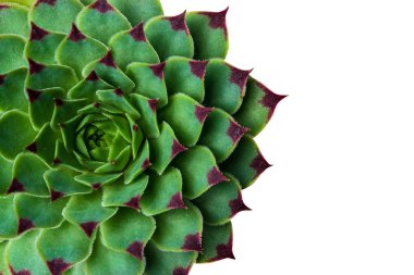 Etli bitki Echeveria Sempervivum Calcareum