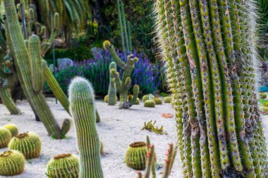 Barcelona Cactus Park