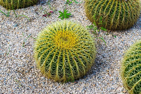 Barcelona Cactus Park