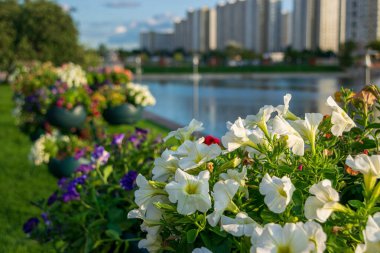 Çiçek tarhında petunyalar