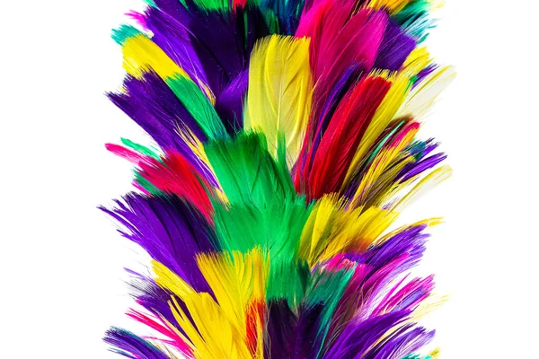 Colorido plumero — Foto de Stock