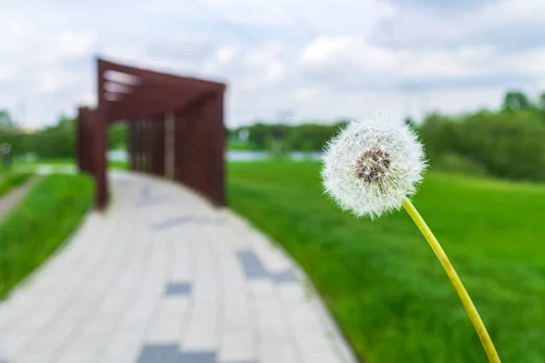 Löwenzahn vor verschwommenem Hintergrund — Stockfoto