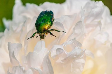 Çiçekteki gül ezmesi.