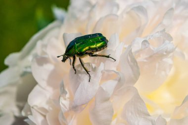 Çiçekteki gül ezmesi.