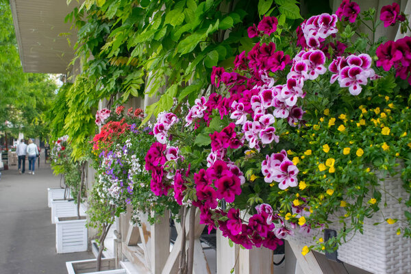 Street cafe flowers and herbs decor concept. Colorfull flowers at the cafe on the street
