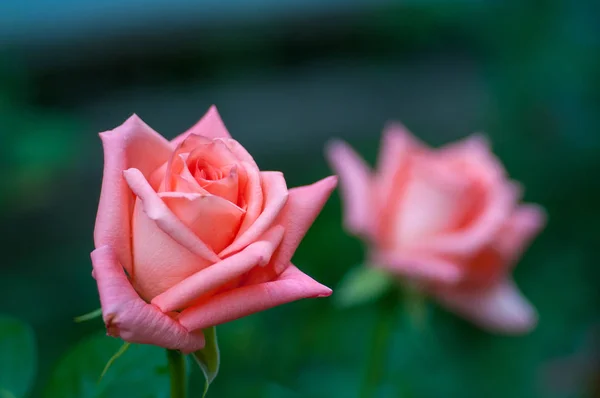 Piękne Różowe Róże Zielonym Tle Drugi Jest Rozmycie — Zdjęcie stockowe