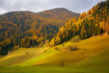 Alp otlak dağ Vadisi, Dolomites, İtalya güneşli sonbahar günü, doğal görünümünü