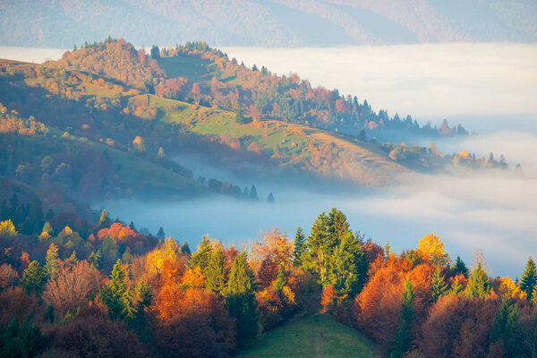 Amazing autumn morning in the Carpathian mountains. Colorful hills at sunlit and the fog sits below