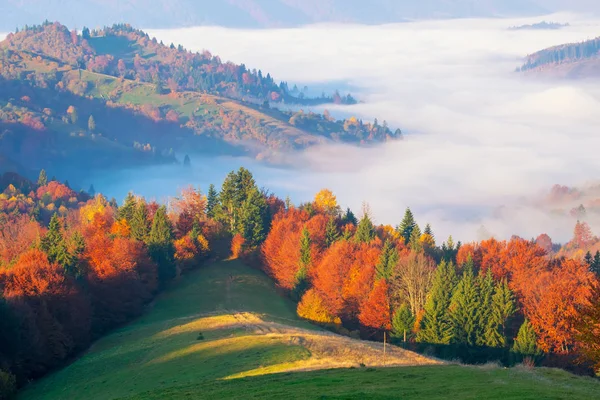 Úžasné Podzimní Ráno Karpatských Horách Barevné Kopce Slunci Mlha Sedí — Stock fotografie
