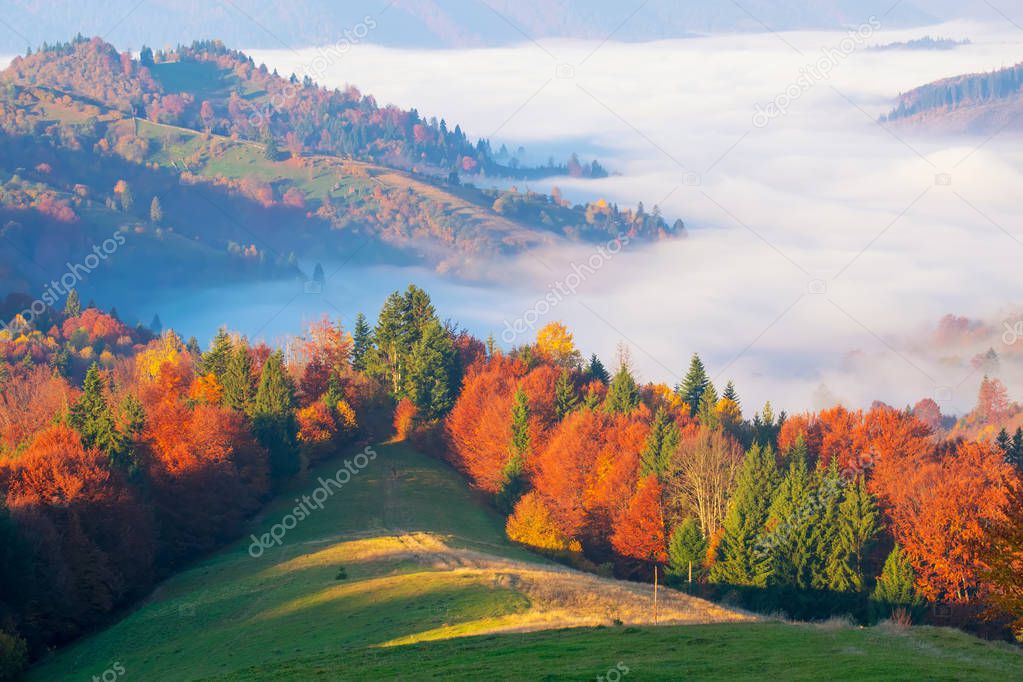 Amazing autumn morning in the Carpathian mountains. Colorful hills at sunlit and the fog sits below